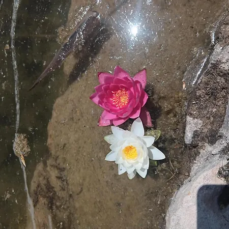 Hotel apartamentowy One-room Boutique At Sunrise